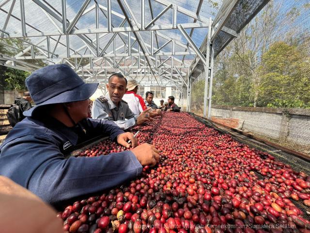 kopi robusta lahat indikasi geografis sumsel 3