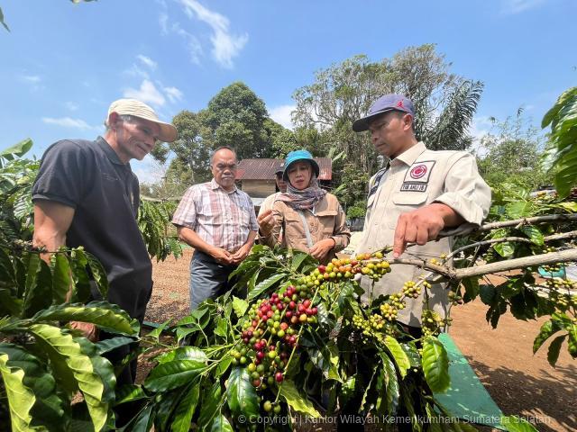 kopi robusta lahat indikasi geografis sumsel 5